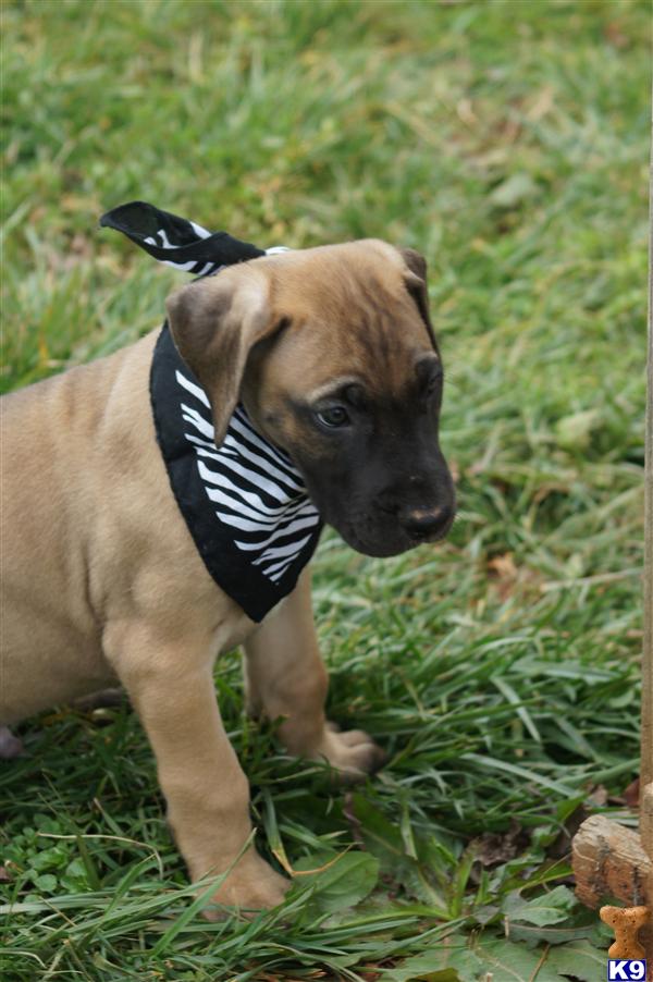 Puppies in SC